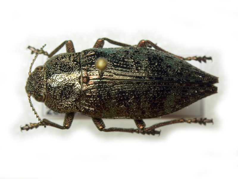 Dicerca aenea aenea (Linnaeus, 1767)